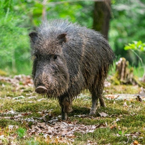 Schwein © Tom Burger / Tiergarten Nürnberg