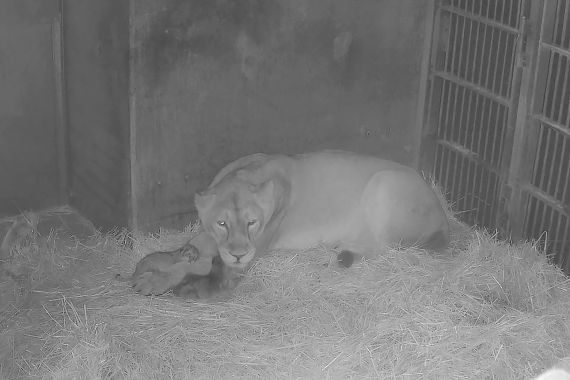 Löwin Aarany hat am Samstag zwei Jungtiere zur Welt gebracht. Das Foto stammt von einer Überwachungskamera, die in der Wurfbox angebracht ist.
