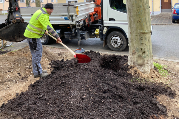 Frischer Boden für eine Platane in der Leipziger Straße: Nachdem der Boden aufgelockert und dadurch durchlässiger geworden ist, wird humushaltige Erde aufgetragen, welche die Platane mit frischen Nährstoffen versorgt.