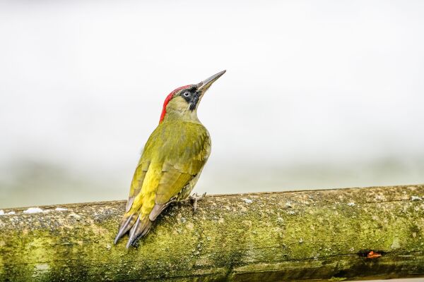 Der Tiergarten ist als europäisches FFH-Gebiet (Flora-Fauna-Habitat-Gebiet) ausgewiesen und bietet beste Voraussetzungen für die Beobachtung heimischer Spezies. Dazu gehört auch der Grünspecht, der inmitten der vielen alten Bäume einen idealen Lebensraum findet.