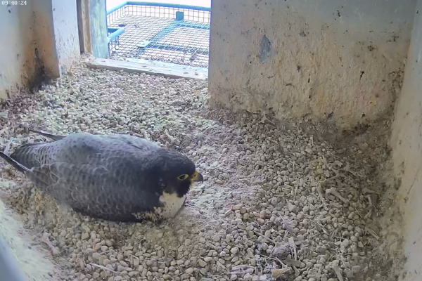 Die Wanderfalken auf der Nürnberger Burg brüten wieder. Screenshot der Webcam von Mittwoch, 25. Februar 2026.