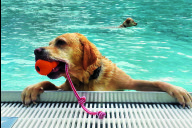 Bild Hundebadetag im Nürnberger Stadionbad