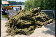 Bild Mehr als 50 Tonnen entwässerte Pflanzenmasse hat der Servicebetrieb Öffentlicher Raum Nürnberg 2024 vorwiegend aus dem Großen Dutzendteich entnommen und kompostiert.