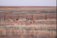 Bild Kulane in der vom Tiergarten der Stadt Nürnberg mit gebauten Auswilderungsanlage Alty Emel in der Kasachischen Steppe.