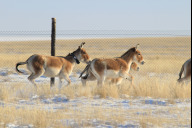 Bild Kulane in der vom Tiergarten der Stadt Nürnberg mit gebauten Auswilderungsanlage Alty Emel in der Kasachischen Steppe.