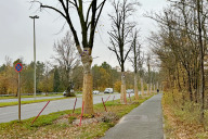 Bild Bis zu ihrer Umpflanzung im November 2024 wurden die Bäume aufgrund der reduzierten Wurzeln mit einer Stahlseilverankerung stabilisiert und gesichert.