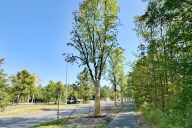 Bild Bereits im Sommer 2024 wurden die Wurzelballen der zehn Lindenbäume gestochen und die Baumkronen zurückgeschnitten.