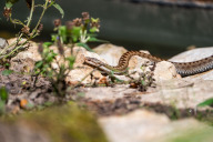 Bild Um den Ansprüchen der Tiere gerecht zu werden, hat das Team der Landschaftsgestaltung den natürlichen Lebensraum möglichst gut nachgebildet: Inmitten eines kleinen Teichs befindet sich eine Insel mit Wurzelstöcken, Steinen, kleineren Sträuchern und Moosen. Die Anlage bietet den Tieren zahlreiche Rückzugsmöglichkeiten und auch Gelegenheit zur Überwinterung.