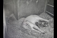 Bild Löwin Aarany kümmert sich intensiv um ihre fünf am 26. Dezember 2025 geborenen Jungtiere und hat sie von Beginn an gesäugt.