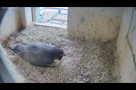 Bild Die Wanderfalken auf der Nürnberger Burg brüten wieder. Screenshot der Webcam von Mittwoch, 25. Februar 2026.