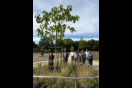 Bild Der Bürgerverein Nürnberger Westen e. V. hat einen Baum für den Züricher Park gespendet. Am Donnerstag, 20. August 2026, übergaben (von links) Jessica Schönfeld vom Bürgerverein, Andreas Krieglstein, Bürgermeister und Erster Werkleiter des Servicebetriebs Öffentlicher Raum Nürnberg (Sör), Jochen Kohler, Sör-Stadtbaummanager Florian Demling, Thomas Schwerdtner, Jenny Baier, Judith Schober, Uwe Sternkopf sowie Heike Sternkopf als Vertreterinnen und Vertreter des Bürgervereins den Baum der Öffentlichkeit.
