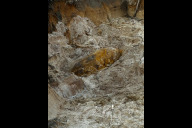 Bild Bei Bauarbeiten im neuen Nürnberger Stadtteil Lichtenreuth ist am Montagnachmittag, 9. März 2026, eine Fliegerbombe aus dem Zweiten Weltkrieg gefunden worden. Der Blindgänger wiegt rund 450 Kilogramm und wird am Dienstag, 10. März 2026, entschärft. 