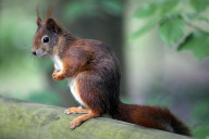 Bild Nüsse verstecken, Kobel bauen: Eichhörnchen sind eine der Arten, zu denen Gäste sich auf dem Herbstfest im Tiergarten informieren können. 