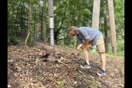 Bild Jörg Beckmann, Biologischer Leiter und stellvertretender Direktor des Tiergartens, begutachtet die Kadaverteile unterhalb des Klimawaldpfads. Ausgelegt werden etwa Köpfe oder Eingeweide von Rehen, die nicht für den menschlichen Verzehr geeignet sind. 