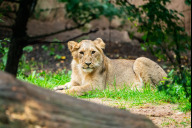 Bild Die Asiatische Löwin Indica ist am Donnerstag, 15. Mai 2025, vom Tiergarten der Stadt Nürnberg in den Zoo Łódź in Polen umgezogen. Sie kam am 16. September 2023 in Nürnberg zur Welt. Das Foto zeigt die Löwin im Juli 2024.