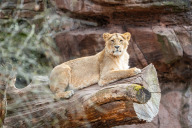 Bild Die Asiatische Löwin Indica ist am Donnerstag, 15. Mai 2025, vom Tiergarten der Stadt Nürnberg in den Zoo Łódź in Polen umgezogen. Sie kam am 16. September 2023 in Nürnberg zur Welt. Das Foto zeigt die Löwin im März 2025.