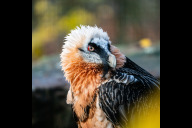 Bild Das Nürnberger Bartgeiermännchen ist 1979 im Alpenzoo Innsbruck geschlüpft und kam 1980 nach Nürnberg wo er insgesamt für 13 Nachkommen sorgte. Seit 2010 zog er zusammen mit seinem letzten Weibchen fünf Jungtiere erfolgreich groß. Hier ein Foto aus dem Jahr 2023.
