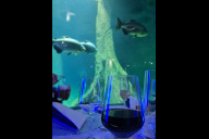 Bild Die Veranstaltungsreihe „Artenschutz für die Zukunft“ bietet eine einmalige Kombination aus Tiererlebnissen, Vorträgen von Artenschutzexperten und einem exklusiven Vier-Gänge-Bio-Menü. Während des Essens können die Gäste vor den großen Unterwasserscheiben zum Beispiel Fische und Seekühe beobachten. 