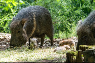 Bild In der Natur verschlechtert sich die Situation der stark gefährdeten Chaco-Pekaris rasant. Die Europäischen Erhaltungszuchtprogramme und die Expertise von Zoos werden daher immer wichtiger. Vor diesem Hintergrund stimmt eine Meldung hoffnungsvoll: Bei den Pekaris im Tiergarten gibt es aktuell vier Ferkel. 
