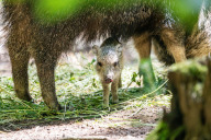 Bild Das erste Ferkel wurde am 14. Mai geboren, die drei weiteren am 10. Juni. Hier ist eines jüngsten zu sehen.