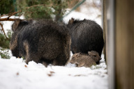 Bild Die beiden Ferkel  der Chaco-Pekaris im Tiergarten der Stadt Nürnberg sind inzwischen zwei Wochen alt. Sie waren vom ersten Tag an fit und neugierig.