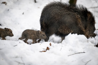 Bild Bei Schnee und Kälte sind die jungen Pekaris nur hin und wieder draußen zu sehen. Die Tierpflegerinnen und -pfleger locken sie immer wieder in den beheizten Stall.