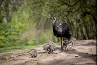 Bild Am Vatertag erfahren Besucherinnen und Besucher mehr über Arten, bei denen die Männchen eine zentrale Rolle in der Brutpflege übernehmen. Dazu gehören beispielsweise Emus, bei denen der Hahn die Jungvögel allein aufzieht. 