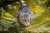Bild Eine ausgewachsene Fischkatze im Tiergarten Nürnberg. Seit März 2026 gibt es im Tiergarten zum ersten Mal Nachwuchs bei der gefährdeten Art.