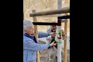 Bild Stiftungsgründerin Margit Grüll und Vorstandsvorsitzender Mathias Schmidt von der Bäume für Nürnberg Stiftung legen die Banderole an einem der beiden neuen Bäume vor dem Volksbad an.
