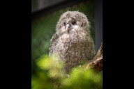 Bild Bei der Zucht von Habichtskäuzen ist der Tiergarten Nürnberg Vorreiter. 1965 gelang hier die weltweit erste Nachzucht in menschlicher Obhut. Hier eines der Küken, das im Mai 2025 geschlüpft ist.