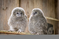 Bild Zwei der vor Kurzem ausgewilderten Habichtskäuze kurz nach dem Schlupf im Mai 2025. 