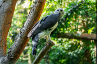 Bild Harpyie Domingo ist im Zuge des Europäischen Erhaltungszuchtprogramms (EEP) in den Weltvogelpark Walsrode umgezogen. Die Koordination des EEP liegt beim Tiergarten Nürnberg. 