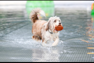 Bild Am Sonntag, 22.09.2024, können alle Hunde im Stadionbad abtauchen.