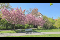Bild Drei Japanische Blüten-Kirschen (Prunus serrulata 'Kanzan') im Cramer-Klett-Park in voller Blüte.