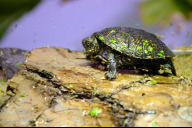 Bild Eine juvenile Europäische Sumpfschildkröte im Tiergarten Nürnberg. Wenn die Tiere hier ankommen, sind sie in etwa so groß wie eine Ein-Euro-Münze (Aufnahme von 2022). 