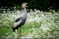 Bild In diesem Jahr sind Kraniche von der Vogelgrippe besonders betroffen. Alle im Tiergarten lebenden Kraniche, darunter auch die Kronenkraniche, wurden bereits vergangene Woche vorsichtshalber in Ställen untergebracht. 