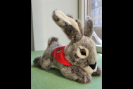 Bild Die Hasen sind los – fairer Kuschelhase "Albrecht" fürs Osternest.