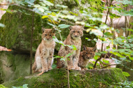 Bild Die drei jungen Luchse im Oktober 2025 in ihrer bewaldeten Anlage im Nürnberger Tiergarten. Welches der Jungtiere im Rahmen des EEPs in andere Einrichtungen umzieht oder ausgewildert wird, steht noch nicht fest.