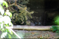 Bild Die ersten Wochen verbringen die jungen Luchse in ihrem Versteck, wo sie von ihrer Mutter Desari gesäugt werden. Deshalb sind sie nur mit viel Glück zu sehen. 