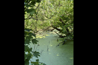 Bild Blick auf den Metthingweiher in Nürnberg Zerzabelshof bei einer Führung am Freitag, 22. Mai 2026.