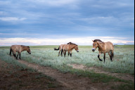 Bild Die Przewalski-Pferde in der Auswilderungsanlage im kasachischen Alibi. Ein Tier aus dem Nürnberger Tiergarten trägt künftig zum Erhalt der kasachischen Steppe bei. Es wurde Anfang Juni 2026 gemeinsam mit drei anderen per Flugzeug und LKW dorthin gebracht.