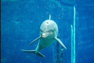 Bild Der Tiergarten begann 1971 seine Delfinhaltung mit fünf Großen Tümmlern. Vierzig Jahre später – im Jahr 2011 – wurden die Delfinlagune und das Manatihaus mit der Unterwassereinsicht im Blauen Salon eröffnet (siehe Foto).