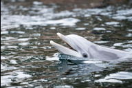 Bild Der Tiergarten begann 1971 seine Delfinhaltung mit fünf Großen Tümmlern. Vierzig Jahre später – im Jahr 2011 – wurden die Delfinlagune und das Manatihaus eröffnet. Das Foto zeigt einen Delfin in der Lagune des Tiergartens der Stadt Nürnberg.