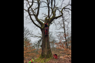 Bild Baumkletterer begutachteten die identifizierten Bäume und kletterten wo möglich zu den Höhlen, in denen der Eremit vorkommen könnte.