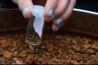 Bild Das zurückgebliebene Material im Sieb untersuchten sie auf Larven, Kotpellets oder Teile des Chitin-Panzers.