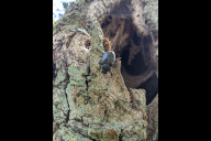 Bild Der streng geschützte Eremit bevorzugt große Höhlen alter Laubbäume. Das macht ihn zu einer Charakterart naturnaher, ökologisch wertvoller Wälder. Hier eine Aufnahme bei Erlenstegen aus dem Jahr 2024.