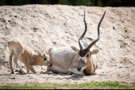 Bild Bei den Mendesantilopen (Addax nasomaculatus) wurde am 23. März 2025 ein Weibchen geboren. Der Tiergarten Nürnberg hält damit sechs Tiere dieser vom Aussterben bedrohten Art.