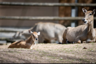 Bild Zu den jüngsten Bewohnern des Tiergartens zählen die beiden Nilgauantilopen (Boselaphus tragocamelus), die am 14. April zur Welt kamen. Hier ist eines der beiden Jungtiere zu sehen.