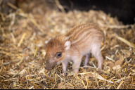 Bild Hoch bedroht ist die Art der Visayas-Pustelschweine (Sus cebifrons). Im Tiergarten der Stadt Nürnberg leben die Schweine im Nashornhaus oder auf der oberen Nashornanlage. Dort kam am 20. März 2025 ein Frischling zur Welt.