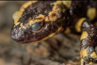 Bild Ein mit mit dem Pilz Bsal (Batrachochytrium salamandrivorans) infizierter Feuersalamander. Der Tiergarten Nürnberg ist Teil des Bündnisses Feuersalamander.NET, das es sich zum Ziel gesetzt hat, die Lurche zu schützen und eine Infrastruktur aufzubauen, befallene Tiere zu behandeln.